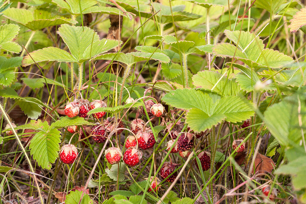 Фото с сайта http://bio-diversity.ru