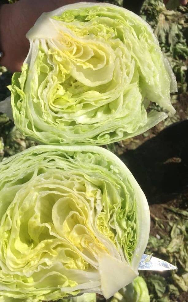 Сочный и хрустящий Айсберг.