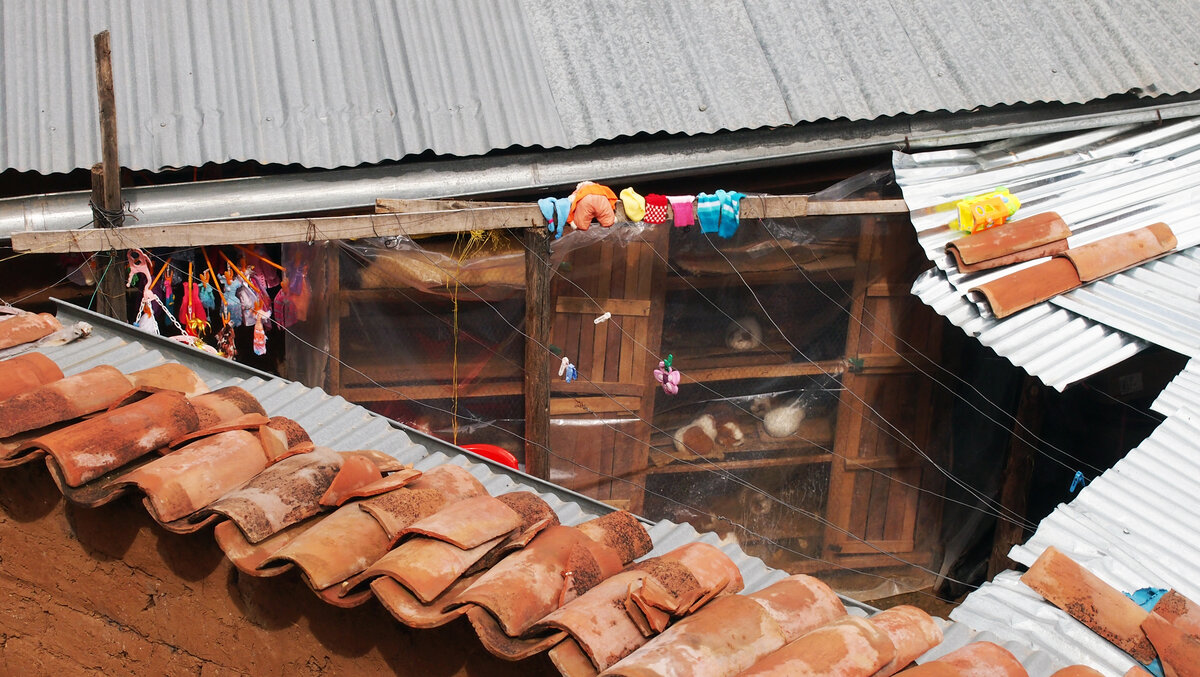 Морские свинки в частном доме в городе Куско