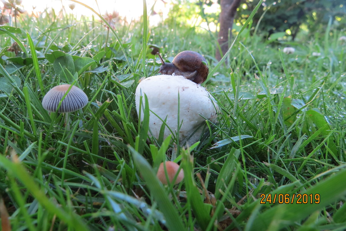 зато на газоне - больше.