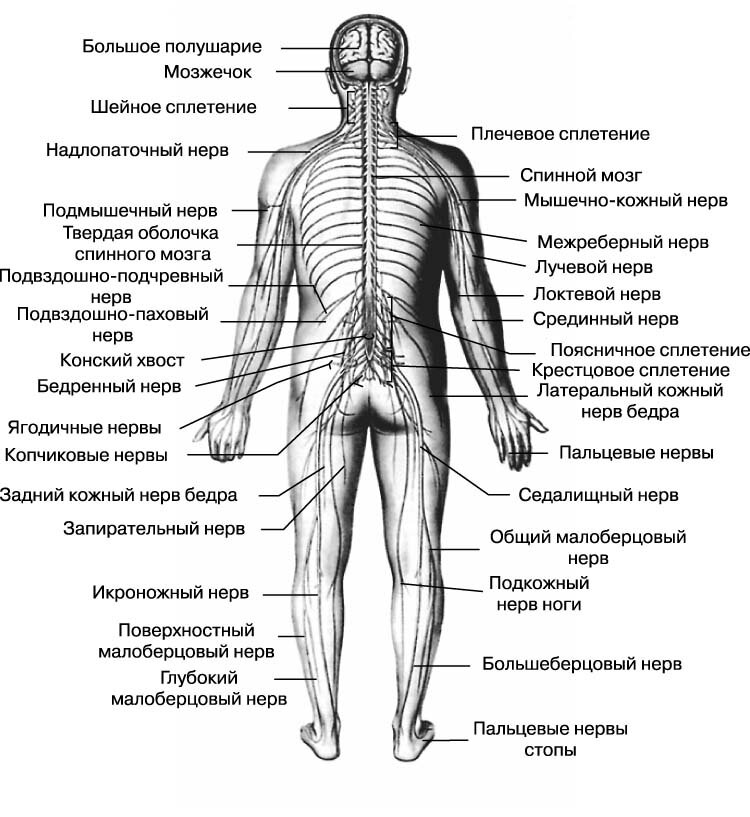 Нервные окончания человека схема фото