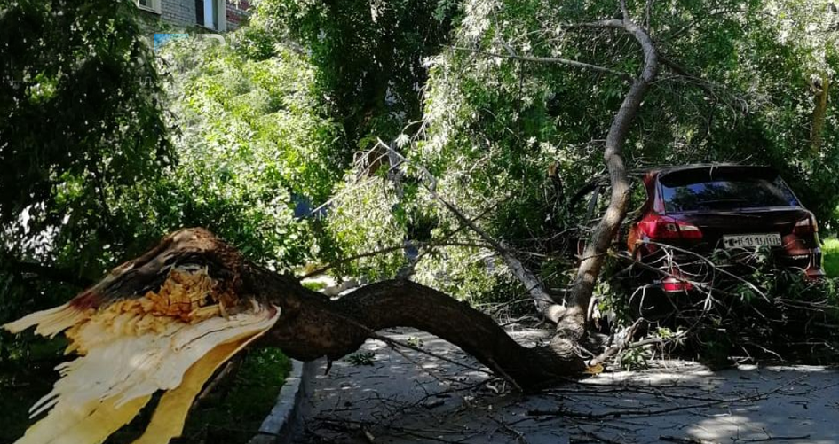 Дерево рухнуло. Дерево упало развалилось. Дерево упало на БМВ.