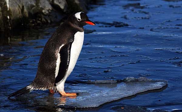 Источник фото: penguinworld.com