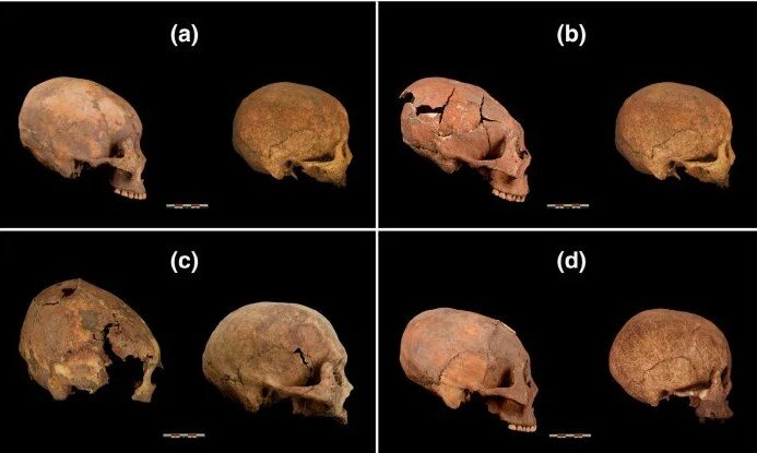 Обнаруженные в Китае черепа / ©Zhang et al., American Journal of Physical Anthropology, 2019