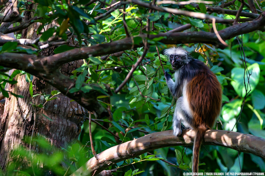 Колобус Кирка (Piliocolobus kirkii)