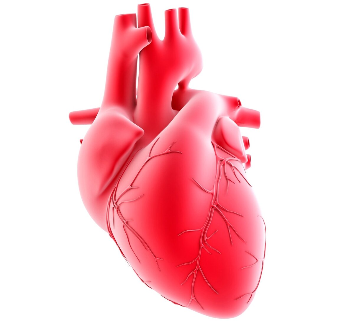 Сердце человека в разрезе: изображения без лицензионных платежей