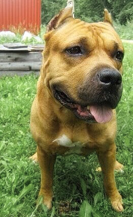 Самая добрая и преданная собака. Наша Герда (Фото из семейного архива)