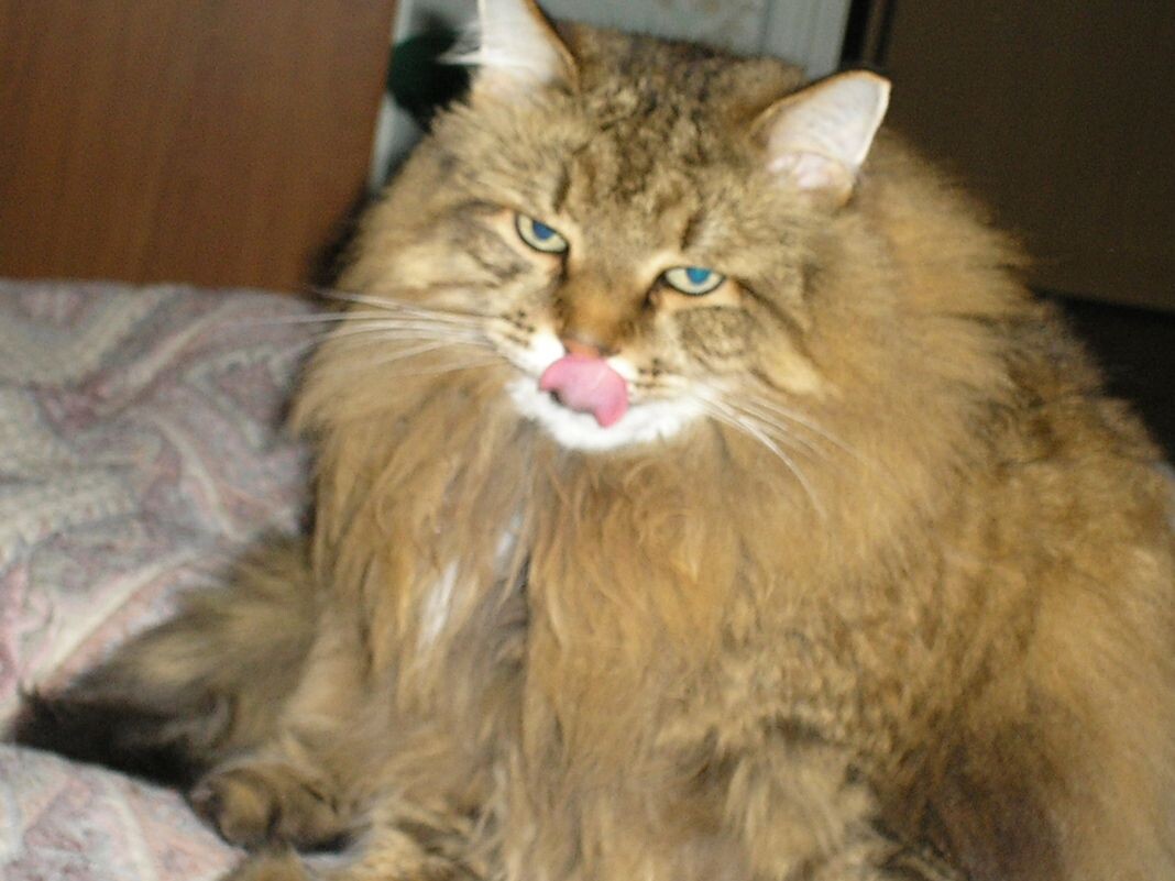 Наш кот Феликс