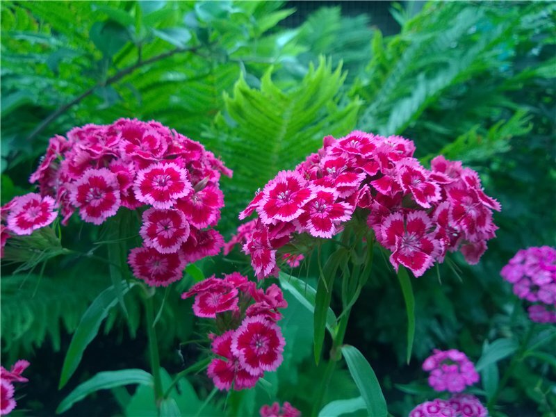 Диантус, гвоздика (турецкая). Гвоздика бородатая - Dianthus barbatus. Барбатус турецкая гвоздика. Гвоздика турецкая свитвилиам.