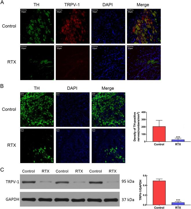 The Sourse: https://www.sciencedirect.com/science/article/pii/S0753332219333967