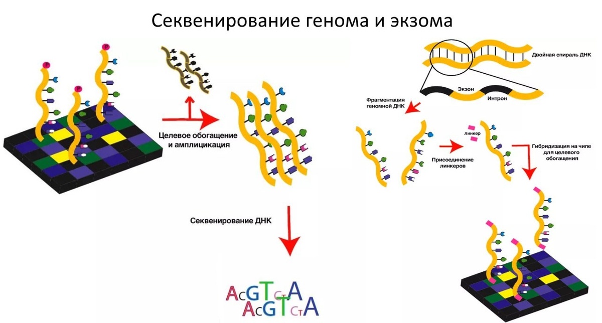 https://myanaliz.ru/wp-content/uploads/2019/02/9156.jpg