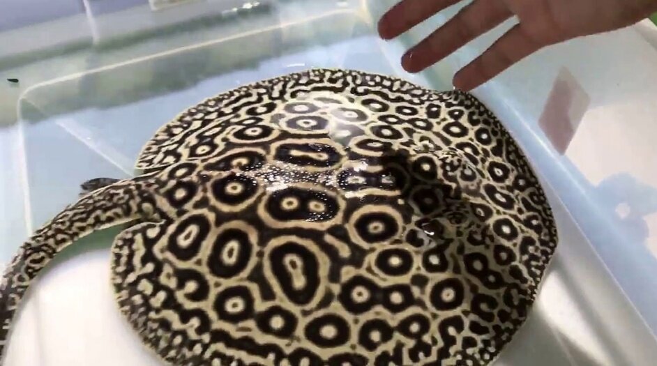 Источник: vesti.ru