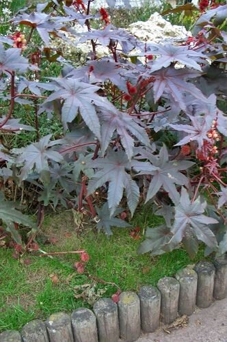 Клещевина https://pin.it/cbl3inkz2fbqxp