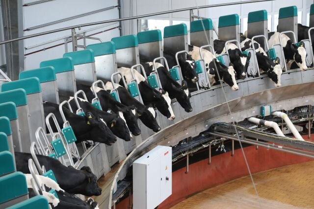 Карусель для молочных коров на ферме Натальи Зубаревой
Источник: Правительство Красноярского края, 2019