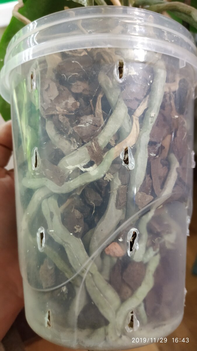 Здоровые корни фаленопсиса