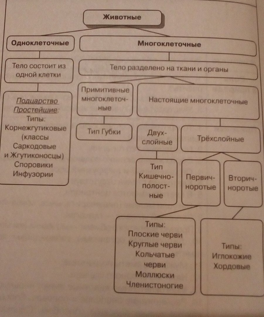 Это фото из пособия по биологии "ЕГЭ и ОГЭ БИОЛОГИЯ раздел "ЖИВОТНЫЕ"" А.А. Кириленко