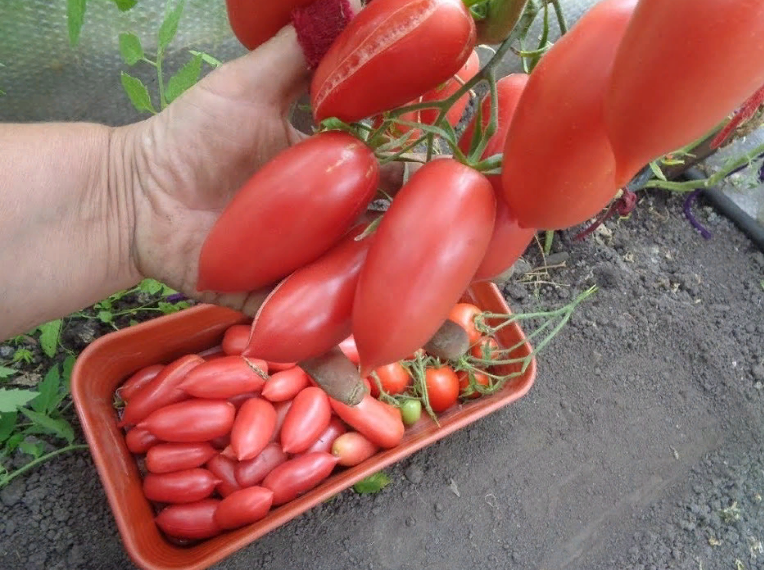 Обзор 4-х сортов самых классных и урожайных, ранних высокорослых томатов для открытого грунта и теплиц