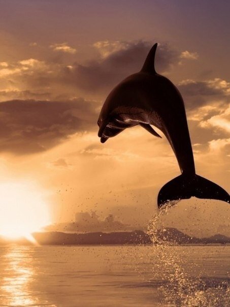 Из просторов интернета