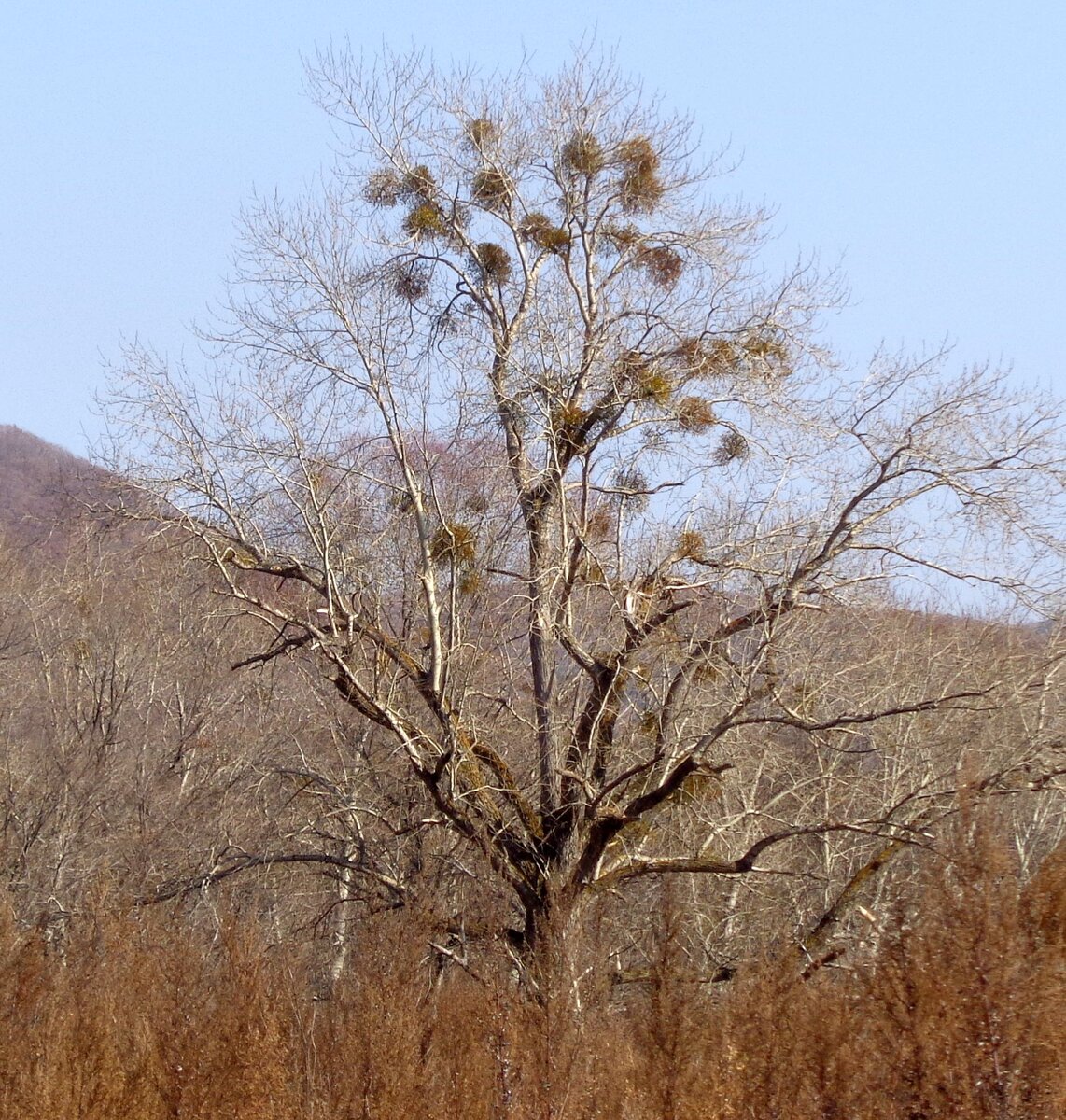 Дерево, обросшее паразитами