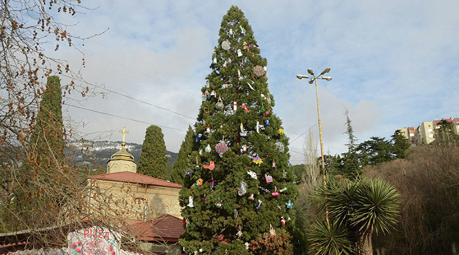 Секвойя / Фото:  Никитский ботанический сад