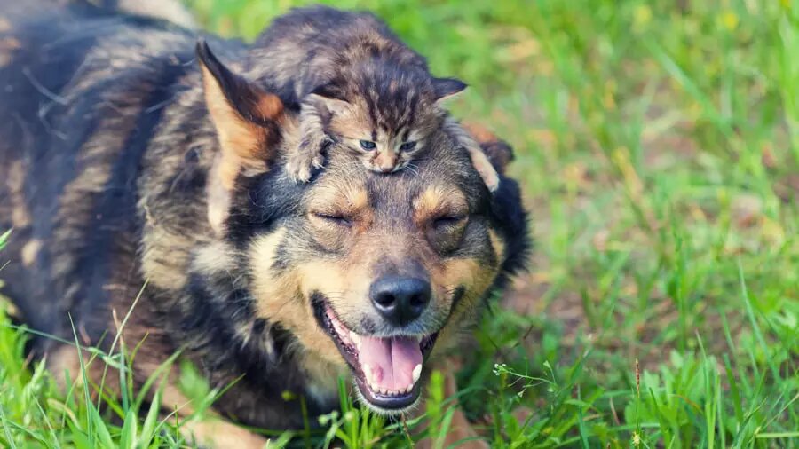 Насколько много поклонников у собак, настолько же много и тех, кто без ума от кошек. И правда, и у тех, и у других животных есть масса достоинств. И как тут быть потенциальному владельцу, который стоит на распутье, выбирая между кошкой и собакой? Насколько много поклонников у собак, настолько же много и тех, кто без ума от кошек. И правда, и у тех, и у других животных есть масса достоинств. Кошки умеют врачевать суставные боли и снимать стресс своим мерным урчанием, собаки же сторожат дом от недоброжелателей и помогают людям в беде. Трудно определиться, кто же из этих домашних животных лучше. И как тут быть потенциальному владельцу, который стоит на распутье, выбирая между кошкой и собакой? 
Плюсы и минусы кошек

Кошки – одни из популярнейших животных на Земле, количество этих удивительных существ на планете давно перевалило за 500 млн. И эта цифра примерная, так как при подсчете были учтены только домашние питомцы, а вот бездомные бедолаги в эту цифру не вошли. Есть ли у кошек достоинства? Их масса, попробуем перечислить лишь некоторые:

Собака и кошка
Кошки лечат владельцев. И это не миф, а доказанное научно умение. Звукотерапия любого котика вне зависимости от породы способствует скорейшему срастанию костей и заживлению больных суставов, усмиряет сердечную боль и дыхательные проблемы, унимает воспалительные процессы, выводит своего владельца из депрессии;

Кошки – это настоящие чистюли. Считается, что за мытьем шубки они проводят 30-40 % времени своего бодрствования. Это значит, что в доме не будет неприятного запаха от животного;

Кошки обычно ненавязчивы. Да, многие из них любят ласку, но в достаточно ограниченных количествах. Как правило, мурлыки умеют развлечь себя самостоятельно, а вот собакам придется уделять куда больше времени. Покупая в первую очередь кошку, можно быть уверенным, что общение с нею не потребует много времени, в будущем его хватит и на воспитание собаки;

Кошек не нужно ежедневно выводить на улицу. Это ценное преимущество перед собаками, с которыми в дождь или стужу все равно приходится гулять. Кошки же могут справлять нужду дома, делая лужицы и кучки в лотке;

Содержание кошки обходится владельцу дешевле содержания собаки (если не брать во внимание собак карманных пород, которые мало едят). Согласитесь, что любой кот, даже здоровяк мейн-кун, съест меньше в сравнении, допустим, с алабаем или догом;

Кошки – животные тихие. Да, они могут петь серенады во время половой охоты, но в остальное время они гораздо тише собак, которые не только лают, но еще и иногда воют;

Кошкам не требуется много места, их можно содержать даже в малогабаритной квартире. Собакам же необходимо больше пространства;

Кошки избавляют дом от непрошеных гостей в лице крыс или мышей, которые часто досаждают владельцам частных домов. А некоторые усатики ловят даже тараканов и сороконожек;

Кошки живут дольше собак. В среднем домашняя киска при хорошем уходе может дотянуть и до 15-18 лет (и это не предел), а вот среди собак долгожителями считаются только собаки-малыши вроде чихуахуа;

Кошку можно безбоязненно оставлять в квартире и на пару часов, и даже на сутки (при условии, что у животного есть доступ к воде и пище). Поев, питомец, скорее всего, свернется клубочком и задремлет. Это важно для занятых людей, которые проводят в стенах квартиры не так уж много времени. Собаку надолго одну не оставишь.


Что ж, достоинств у кошек немало. Но есть у этих животных и минусы, которые мы перечислим ниже:

Собака и кошка
Кошки очень своенравны. В отличие от собак они могут ни во что не ставить своего хозяина. Часто домашние кошки или коты обладают настолько доминантным характером, что стараются делать все наперекор владельцу: спят в кровати, а не на своей лежанке, писают не в лоток, а под кроватью;

Кошек практически невозможно выдрессировать. Некоторые команды они выучить способны (например, «Нельзя!»), но такого послушания как от собак от них все равно не добьешься;

Игры с кошками частенько заканчиваются плачевно, а именно царапинами и укусами. Причем боль они могут причинить как постороннему человеку, так и собственному хозяину, если тот, скажем, дотронулся до хвоста или гладил чуть дольше, чем было можно;

Кошки терпеть не могут путешествия. Нахождение в автомобиле или общественном транспорте для них чревато стрессом. Во время езды многие кошки громко кричат, стремятся убежать, царапают руки владельца. Собаки в этом плане куда мобильнее и спокойнее;

Некоторые владельцы кошек жалуются, что те наносят ощутимую порчу имуществу: грызут цветы и переворачивают горшки, дерут обивку мебели. Отметим справедливости ради, что этим грешат далеко не все киски;

Обычно кошки линяют обильнее собак, если речь не идет о бесшерстных породах вроде сфинкса или левкоя;

Почти все кошки – это малообщительные животные. Они могут просить ласки изредка, но большую часть времени будут проводить в одиночестве. Ежеминутного общения в виде поглаживаний и почесываний они не потерпят. Это стоит учесть тем людям, у кого есть маленькие дети;

Многие кошки, а особенно коты любят ставить метки. Причем далеко не всегда только в «любовный» период. Неприятный запах кошачьей мочи способен вывести из себя даже самого терпеливого владельца. Отучить питомца от такого занятия бывает очень непросто;

Кошки – существа злопамятные, а потому даже небольшую обиду они помнят долго. Собаки же «остывают» куда быстрее.


Вывод: кошка – идеальный питомец для спокойных интровертов, занятых, пожилых и, как ни странно, ленивых людей.

Плюсы и минусы собак

Теперь пришла пора поговорить о собаках. У этих животных-компаньонов, как и у кошек, есть и свои преимущества, и слабые стороны. Для начала поговорим о достоинствах:

Кошка и собака
Собаки – животные верные. Достаточно вспомнить истории о преданных Фидо или Хатико. Наладив со щенком доброжелательные отношения, хозяину можно быть уверенным, что до самого конца животное будет настоящим верным другом. Трудно, наверное, отыскать другое существо, которое столь беззаветно и искренне привязывается к человеку;

Даже самая субтильная собачка способна отогнать от жилища врагов, подняв звонкий лай. Что уж говорить о крупном псе. Кошачье же мяуканье никого не напугает;

Выгул собаки – отличная зарядка для хозяина. Да, это трата времени, необходимость вставать и идти на улицу и в зной, и в холод. Однако ежедневные прогулки на свежем воздухе идут на пользу владельцу, а точнее его сердцу и сосудам, органам дыхания, мозгу;

Собаки не только сторожа, но и охранники. С ними не так страшно, скажем, выйти поздно вечером за хлебом. С кошкой такого себе не позволишь;

Хорошо выдрессированные собаки являются неплохими няньками для детей. Они с удовольствием поиграют с малышами, не проявляя агрессии. Как мы уже упоминали выше, с кошками долго играть не получится;

Собаки – настоящие трудяги. Они могут быть спасателями, пастухами, охотниками (точнее помощниками охотников), поводырями, даже геологами. Кроме того, собаки – неплохие врачи, они помогают бороться с депрессией и одиночеством, положительно влияют на состояние людей с синдромом Дауна и аутизмом;

Собака может сопровождать своего хозяина в путешествии, пеших или автотранспортных прогулках по городу. Скажем, песика можно вывезти на природу, а вот кошка попросту убежит прочь.

Хотя у собак есть масса весомых достоинств, не лишены эти животные и недостатков. Вот некоторые из них:

Кошка и собака
Уход за собакой – дело энергозатратное. Чего стоит хотя бы ежедневное мытье лап после прогулки и необходимость регулярных купаний. А если у питомца еще и длинная шерсть, то стоит упомянуть и про частые вычесывания. При этом далеко не все собаки, к сожалению, отличаются чистоплотностью, а потому владельцу, возможно, придется ежедневно протирать глаза своему любимцу, шерстку на мордочке после еды;

Некоторых собак буквально нельзя спускать с поводка, так как они могут убежать. Кроме того, азартный питомец может погнаться за соседской кошкой и угодить под колеса машины;

Невоспитанная собака – настоящее живое оружие. Достаточно вспомнить истории, когда животные увечили своих владельцев, хотя никто не ждал от них агрессии;

Собаке следует уделять намного больше времени в сравнении с кошкой. Владельцу неминуемо придется тратить свои драгоценные минуты на выгул, дрессировку, игры с псом;

Многие из собак небольших пород вне зависимости от дрессуры обладают достаточно вздорным характером и не терпят, когда у владельца есть еще любимчики кроме них самих (например, дети или другие питомцы);

От собаки больше суеты. В отличие от кошки эти животные более активные и непоседливые. Они вряд ли смогут безвылазно находиться в одной комнате, скорее всего, весь дом будет в их распоряжении;

От собаки много беспорядка, если она живет в квартире. Хозяин должен быть готов, что питомец может позариться на обувь, пульт от телевизора, шторы, ковер и прочие вещи от безделья;

Собака может поставить своего хозяина в неловкое положение, сделав кучку в неположенном месте (к примеру, в подъезде) или облаяв, а то и укусив соседа. Разумеется, это касается не слишком воспитанных псов, но все же.

Вывод: собака подойдет для людей, располагающих большим количеством свободного времени, для терпеливых и активных владельцев, обладающих в меру жестким характером. Хорошенько подумать над покупкой четвероногого любимца придется тем владельцам, которые желают приобрести бойцовую или охотничью собаку (им жесткая дрессура нужна непременно).

Кого купить сначала: кошку или собаку

Итак, кого же лучше выбрать: кошку или собаку? Однозначного ответа нет и быть не может, оба этих животных имеют множество достоинств. Самое главное, что и кошка, и собака при правильном воспитании могут стать самыми настоящими друзьями для человека, любящими его вопреки всему.

А если в планах взять под свое крыло и собаку, и кошку, то кого из них лучше взять первым? Идеальный вариант – взять обоих животных в юном возрасте, чтобы воспитать их вместе. Если же такой вариант неприемлем, то имеет смысл, пожалуй, сначала купить собаку, выдрессировать ее, а уж потом приобрести и кошку, уделив их знакомству особое внимание. Дело в том, что собаки легче свыкаются с новыми питомцами, нежели кошки, которые долго-долго могут таить обиду на хозяина, да так и не простить ему появление ненавистного лающего щенка.