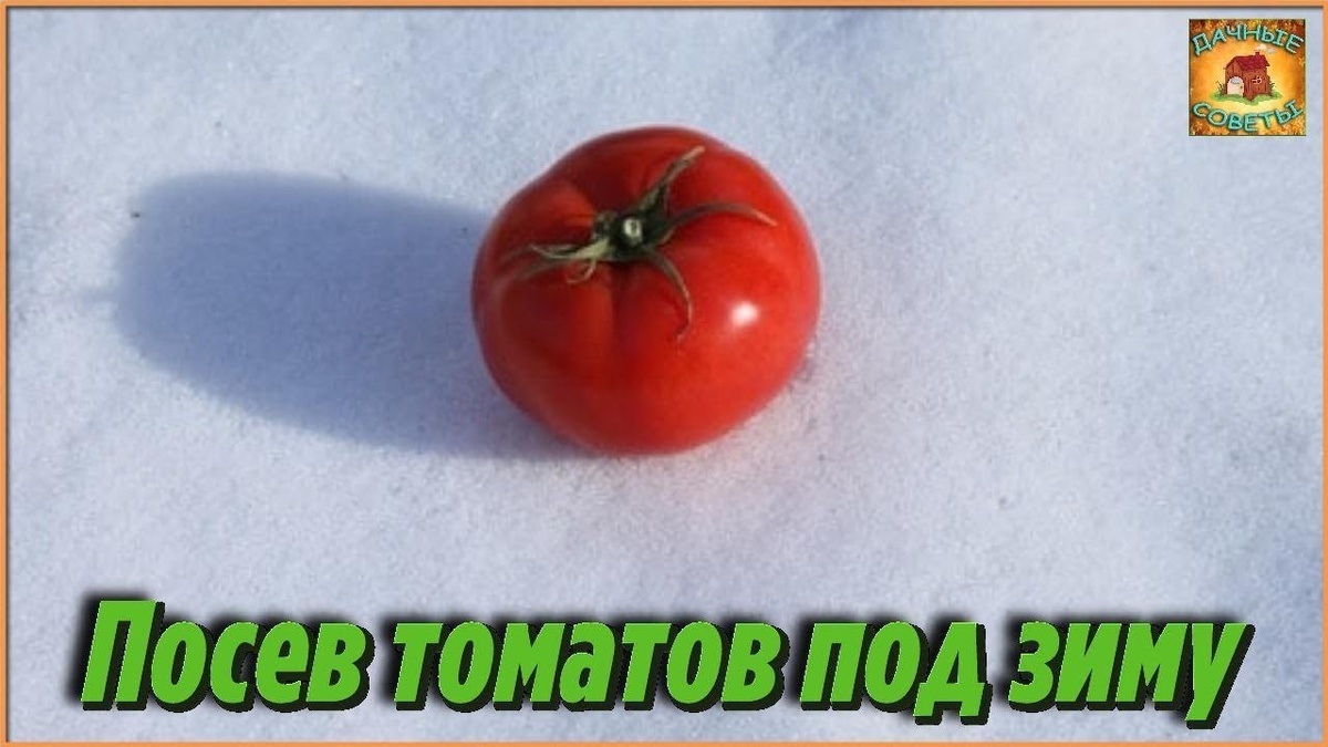 Привет садоводы и огородники в прошлом году я ради эксперимента решила посадить томаты осенью во время первых заморозков об этом необычном способе мне рассказала соседка и мы вместе решили испытать...