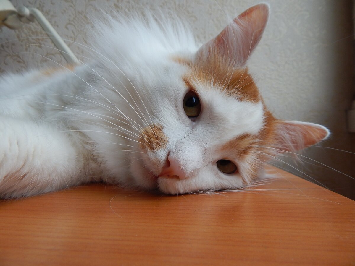 Лучик отдыхает