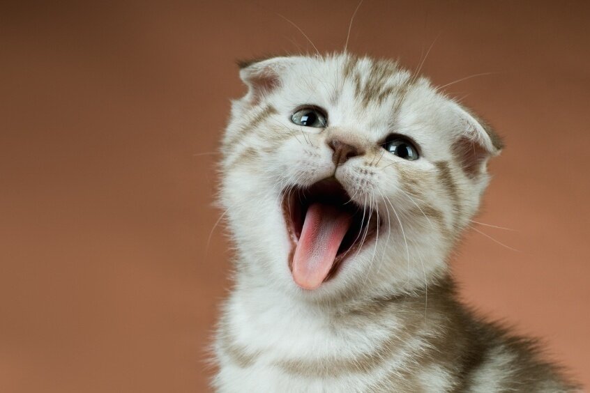 Кот стал много чихать: причины недуга и способы лечения | HelperLife.ru |  Дзен