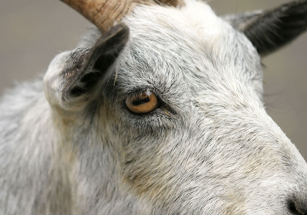 Козы — страшные существа или как соседские козлы съели на нашем участке всё. Даже морковку в земле