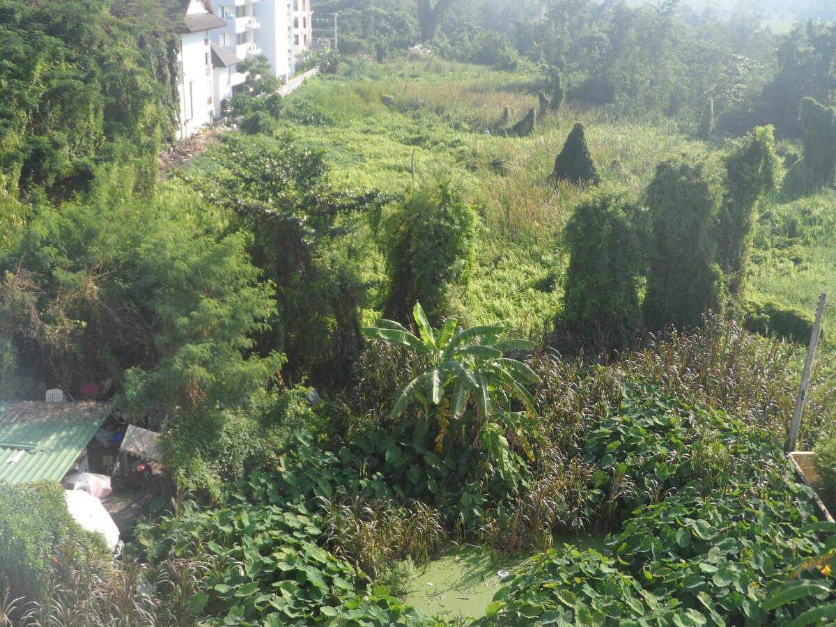 За пределами отеля - почти джунгли...