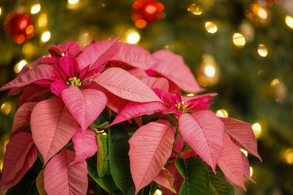 Рождественская звезда / ФОТО: Dreamstime