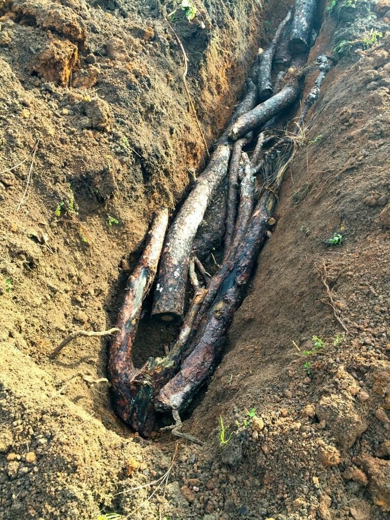 Старые ветки на дне траншеи для малины