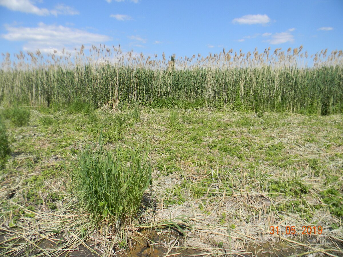 Обратите внимание на зелёные островки. Это не тростник, растения-конкуренты.