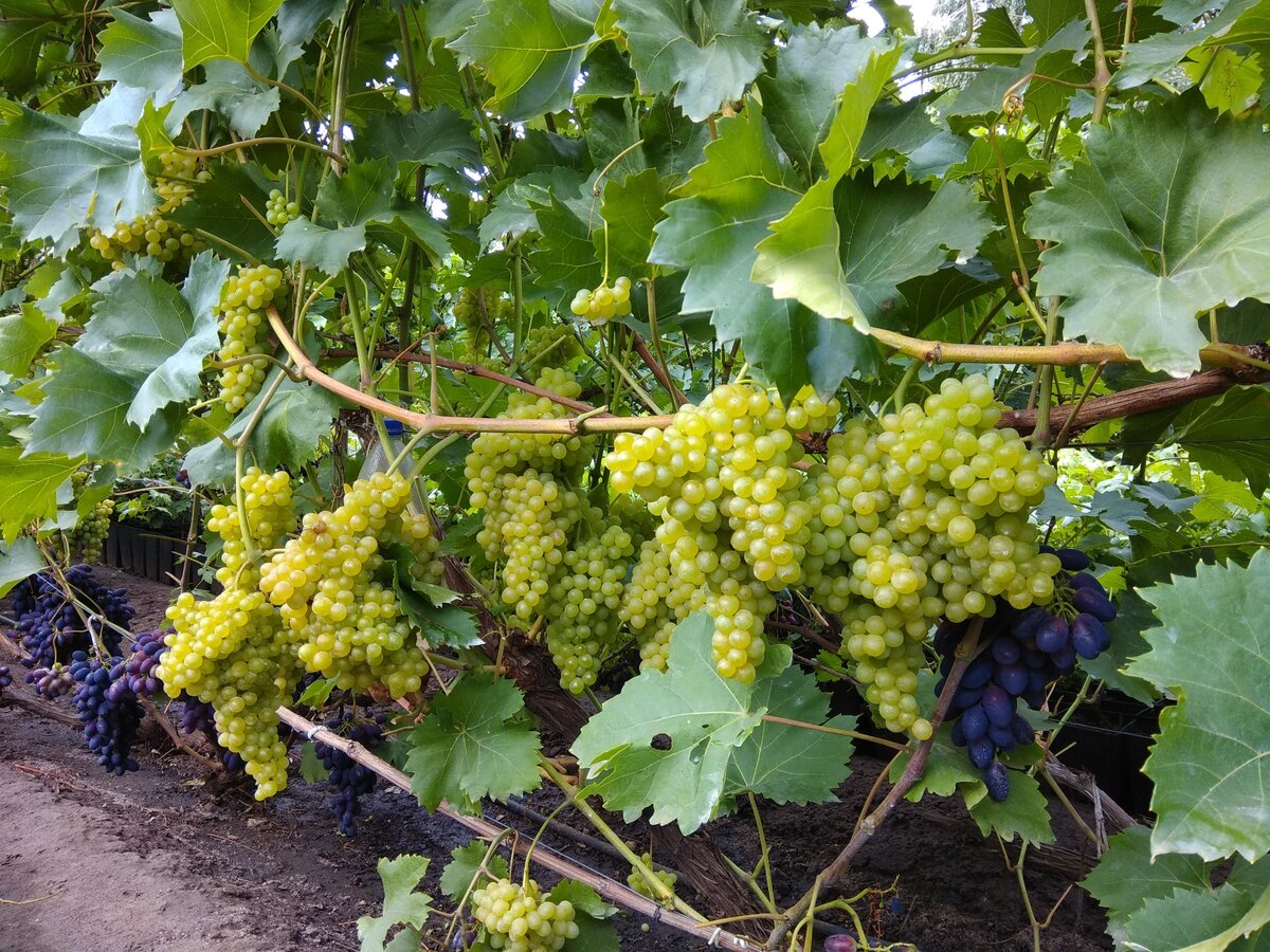 #heliodorgrape HELIODOR anggur import ukraina VS ninel trans akademik oscar jupi