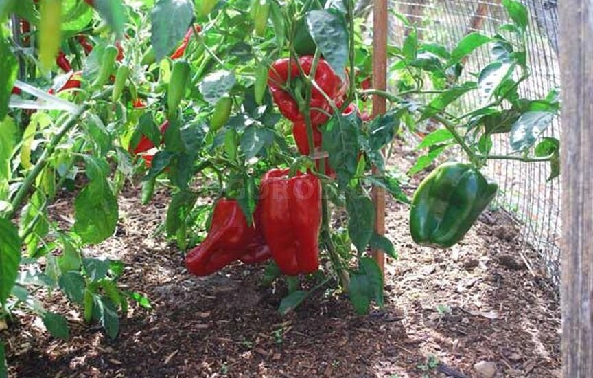 перец хабанеро куст. перец черри высота куста. перец хабанеро куст. перец сладкий голиаф. перец высота куста.