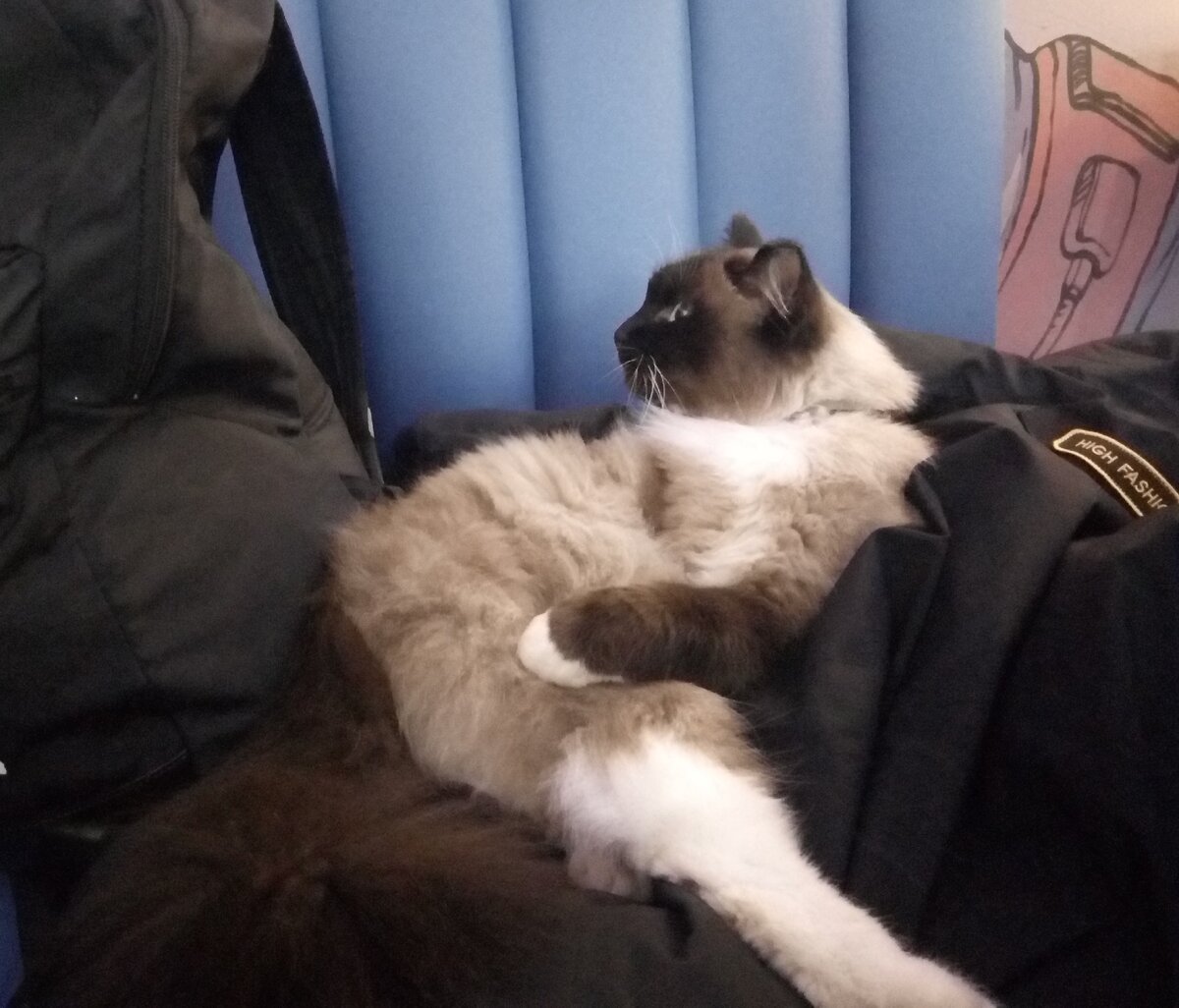 Ну а это кафешный котяра уже на куртке моей хозяйки развалился. Если бы я там был, я бы ему показал...