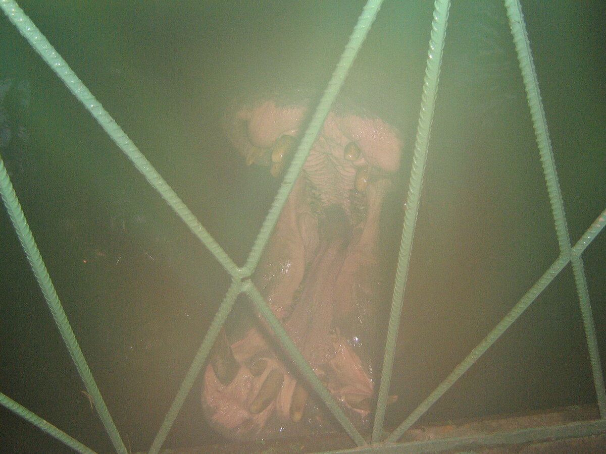 Тот самый бегемотик, приветствует наверно...