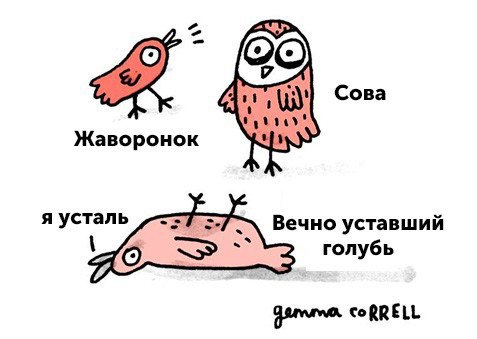 Сова или жаворонок: почему полезно знать свой хронотип | Ты ж биолог | Дзен