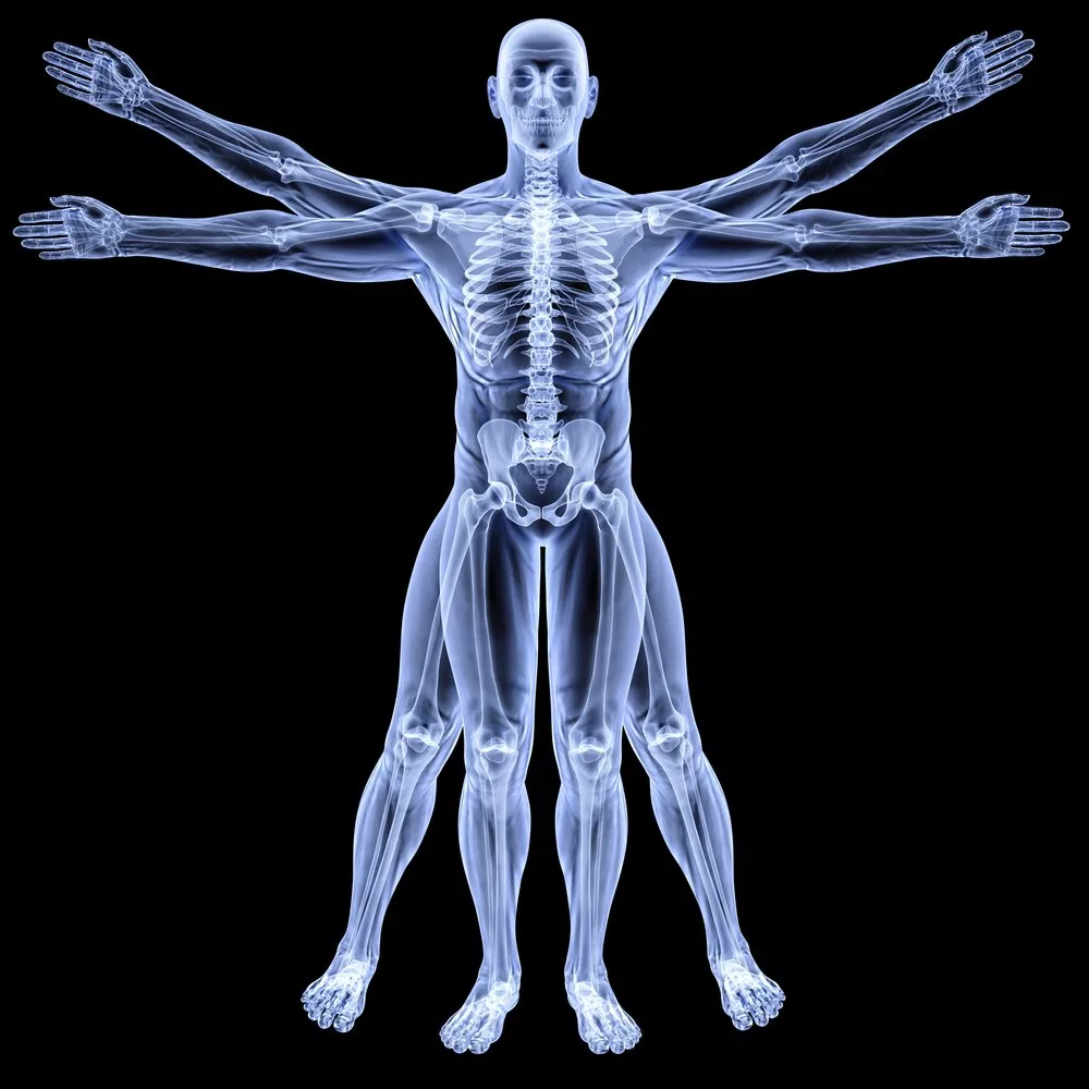 Рентген человека. Рентгеновский снимок человека. Скелет рентген. Рентген тела. Живые тела представляют собой