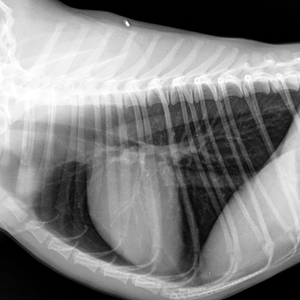 Сердце и сосуды грудной полости собаки в норме (лево-правая боковая проекция лежа)