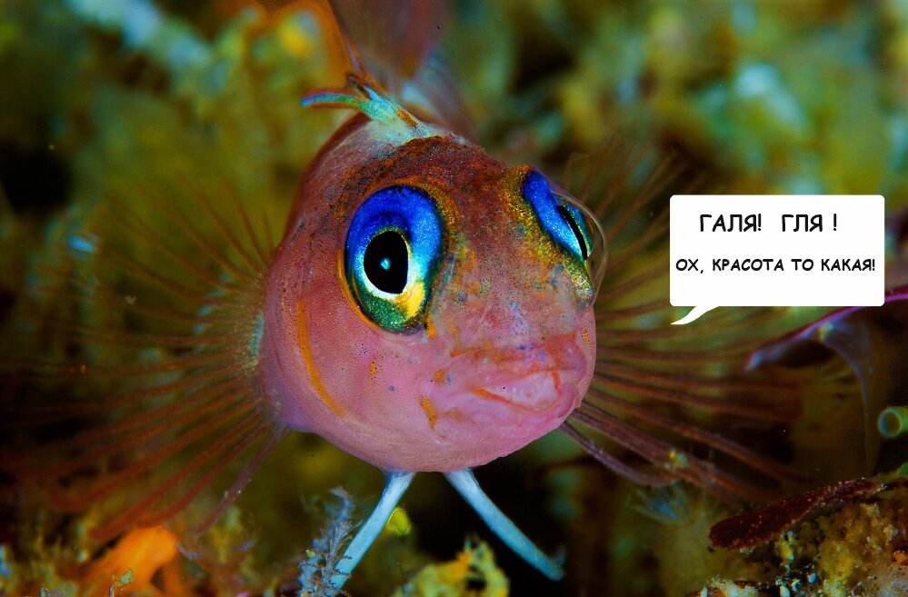 Глаз рыб: изображения без лицензионных платежей