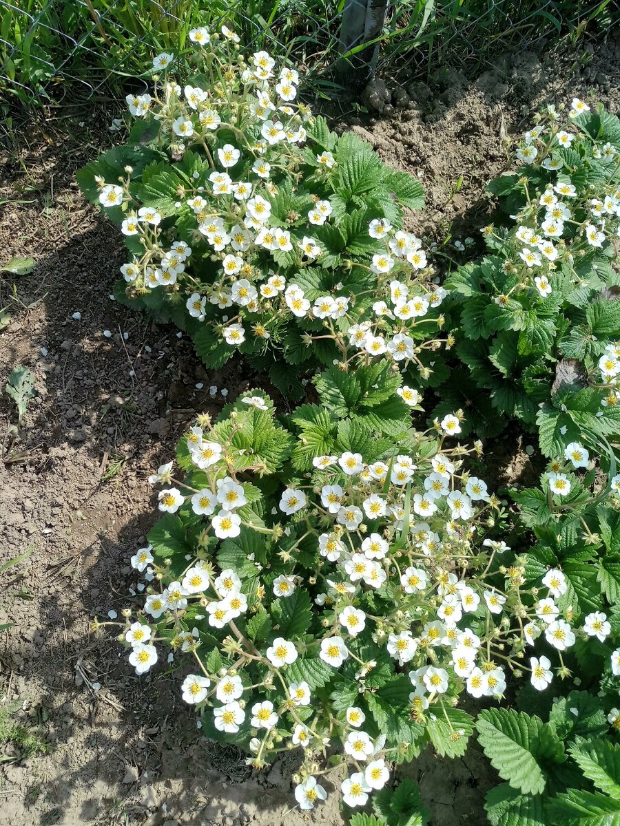 Кустики  в цвету