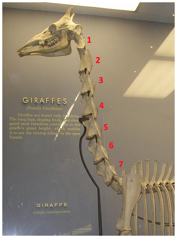 Число отделов позвоночника млекопитающих. Скелет жирафа шейные позвонки. Количество шейных позвонков e ;bhfaf. Количество шейных позвонков у жирафа. Сколько позвонков у ж Рафа.