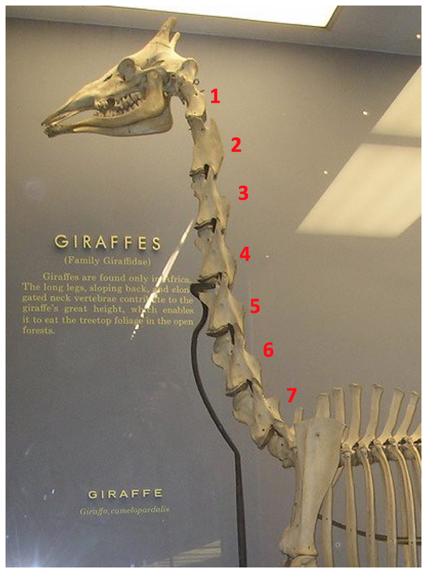 Количество позвонков у жирафа. Шейный отдел позвоночника 7 позвонков у жирафа. Шейный отдел позвоночника жирафа. Количество шейных позвонков e ;bhfaf. Количество шейных позвонков у жирафа.