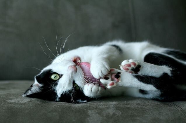 Корень валерианы действует возбуждающе на животное - оно становится активным и подвижным!