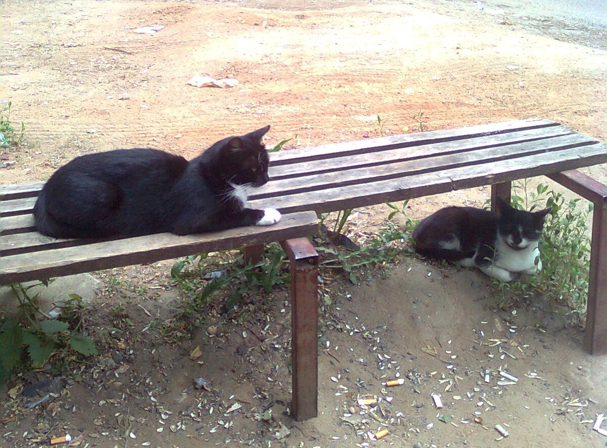 Не совсем черные кошки возле дороги