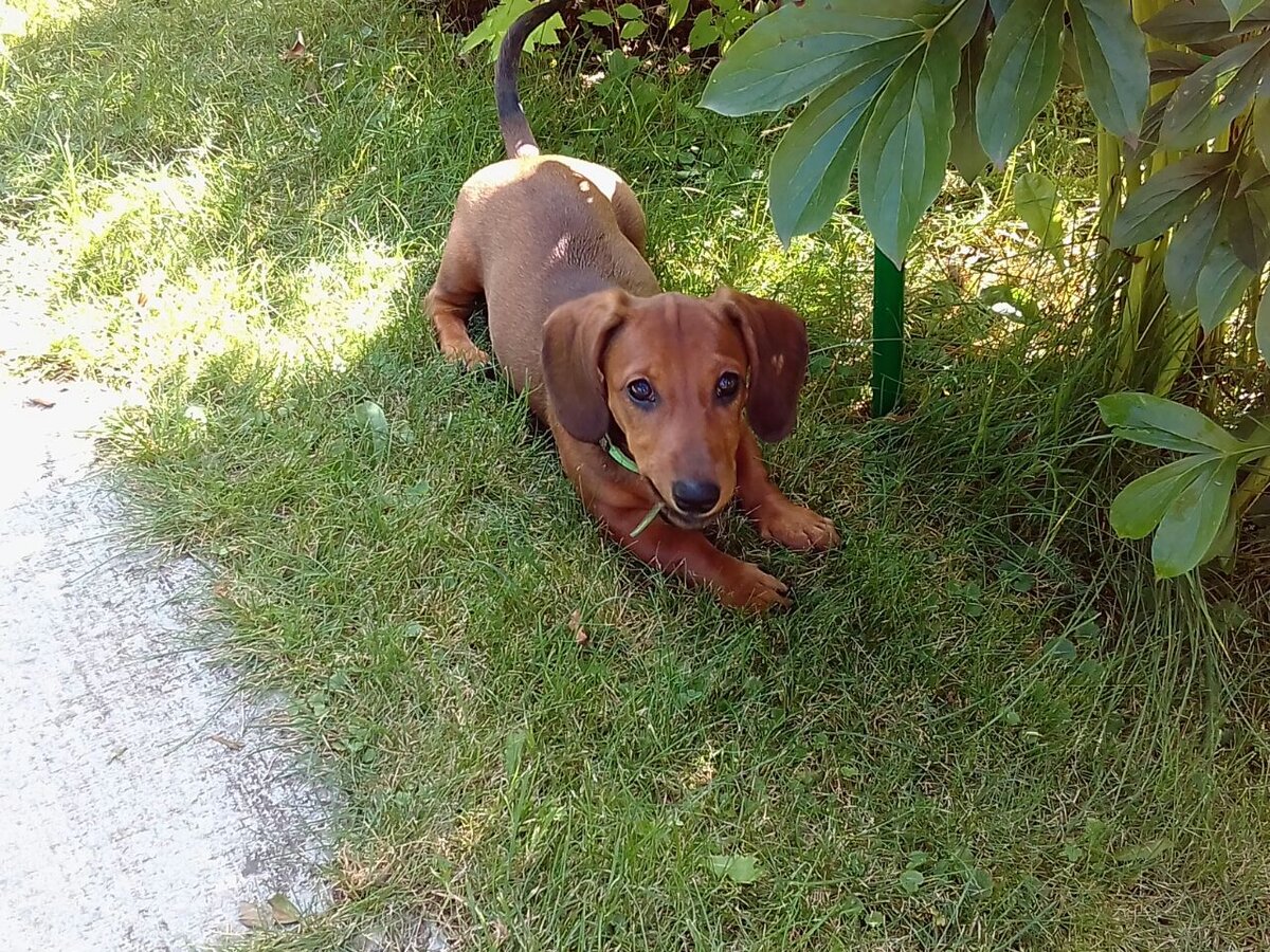 3 года назад я даже не подозревал, что смогу полюбить собаку, тем более таксу