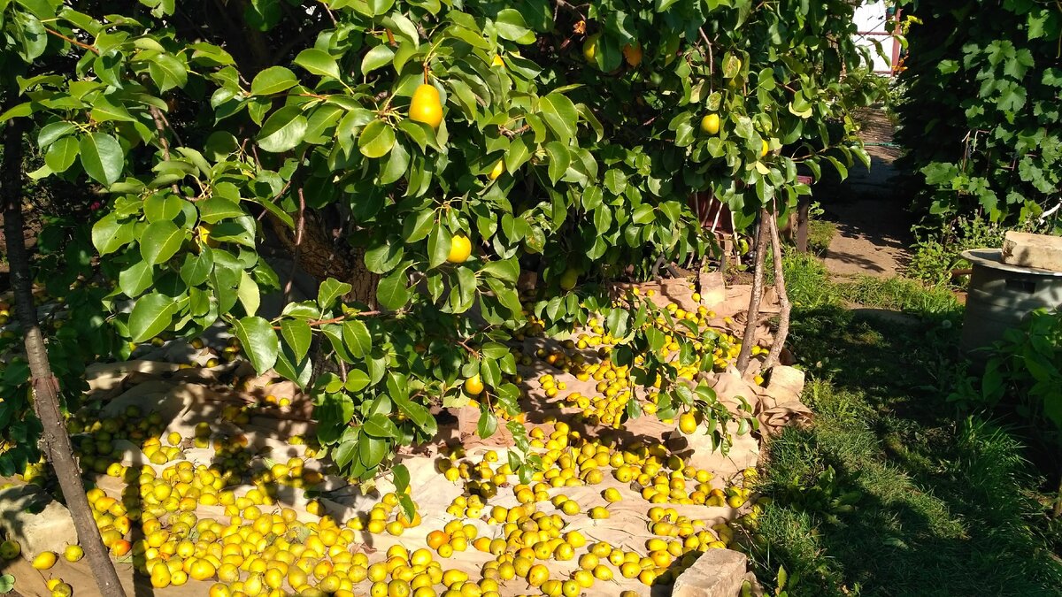 Урожай груш всегда большой