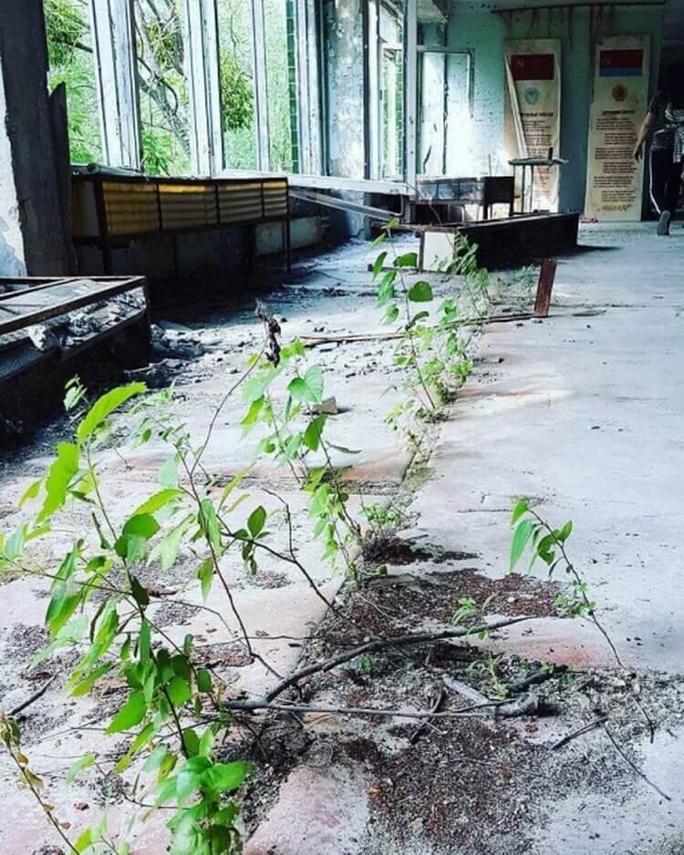 Как выглядит чернобыль в 2025 году фото Вот так выглядит Чернобыль летом 2019 года Фотогалерея+ Дзен