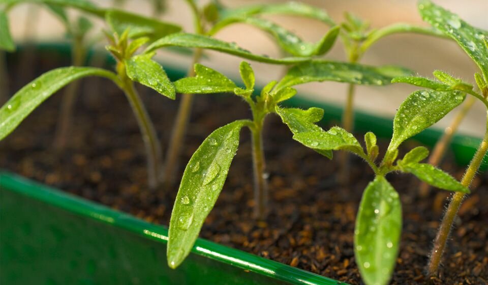 Как замедлить рост рассады томатов